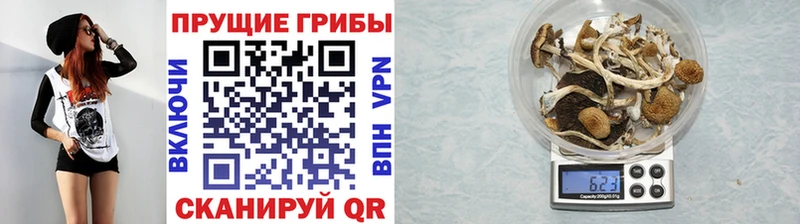 закладки  Эртиль  Псилоцибиновые грибы прущие грибы 